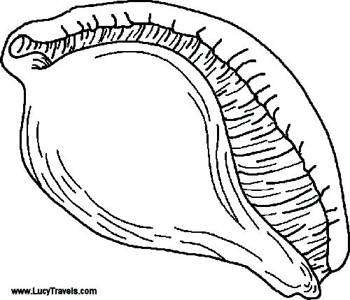 500x429 Clam Coloring Page Decorative Sea Shell Outline Drawing Coloring
