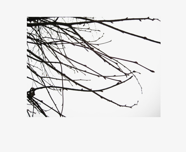 650x531 Deadwood Shelter Material Horizontally Long, Deep Color, Deadwood