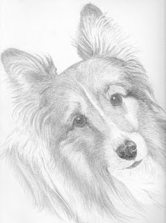 238x320 Pencil Drawings Sheltie