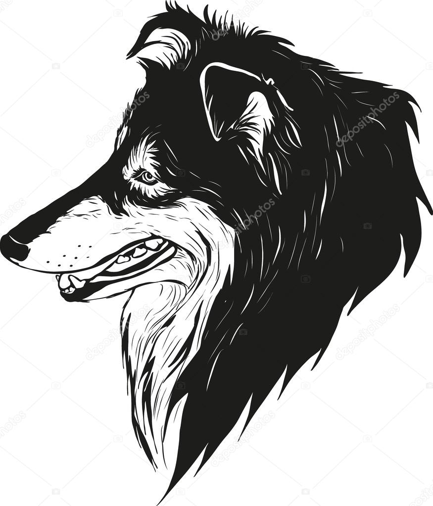 875x1023 Sheltie Shepherd Dog Stock Vector Pony Rider