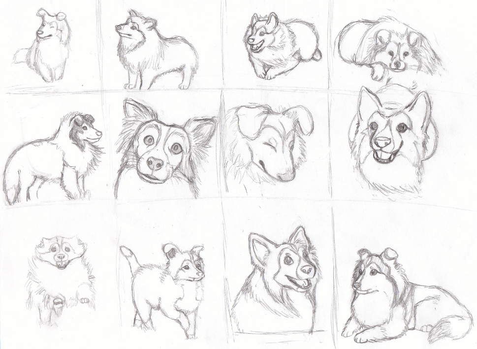 969x709 Shelties Shelties Shelties By Runningspud