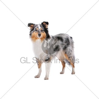 325x325 Shetland Sheepdog, Sheltie Gl Stock Images