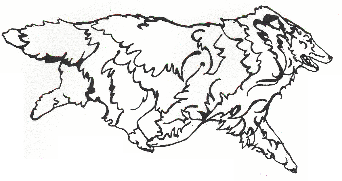 1189x631 Shetland Sheepdog Page