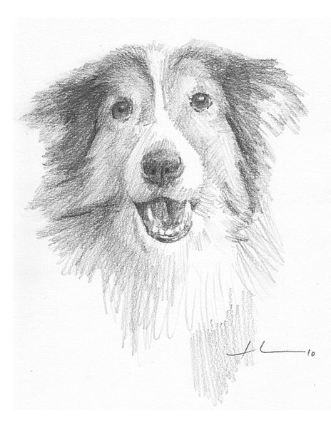 464x600 Sheltie Dog Portrait By Mike Vincent Theuer, Via Dog