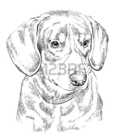 386x450 Entlebucher Mountain Dog Vector Hand Drawing Illustration