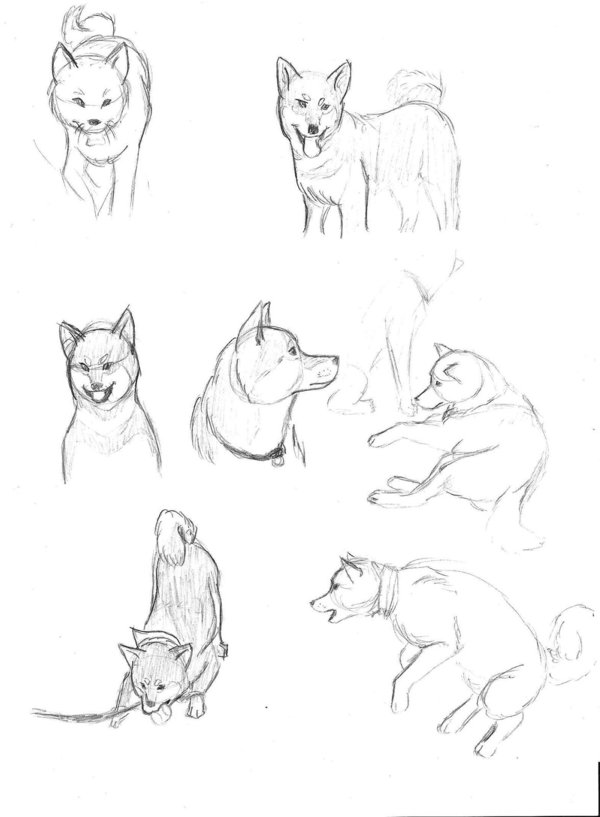 600x817 Shiba Inu Doodles By Ryukai