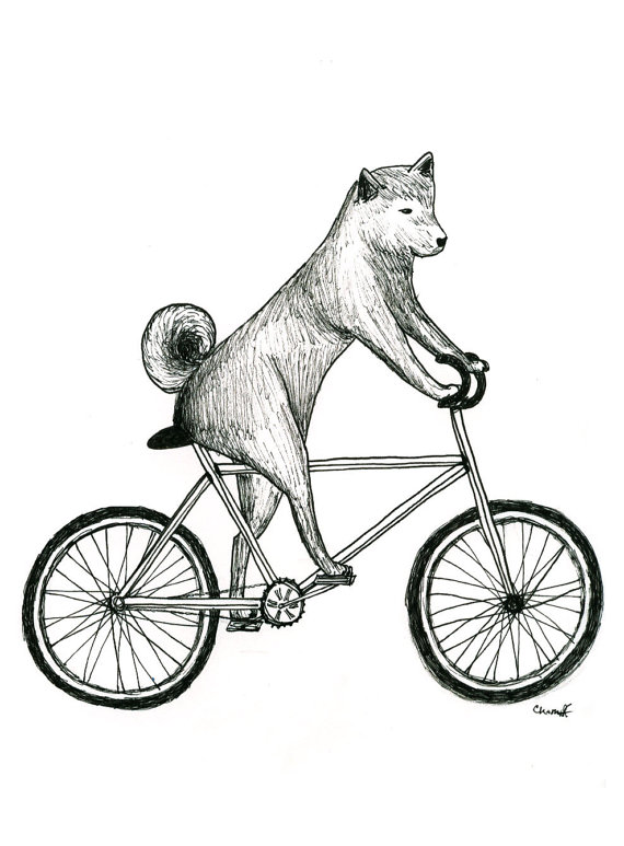 570x773 Shiba Inu Dog Riding A Bicycle Print