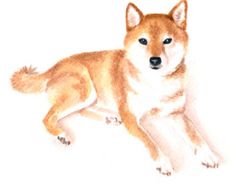 236x187 Shiba Inu Drawing. A Little Shiba Puppy Getting Into Mischief