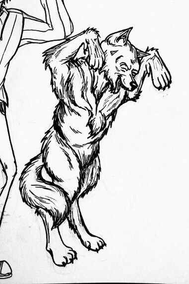 381x572 Wolf Impersonating Doge (Shiba Inu) While Marvelling