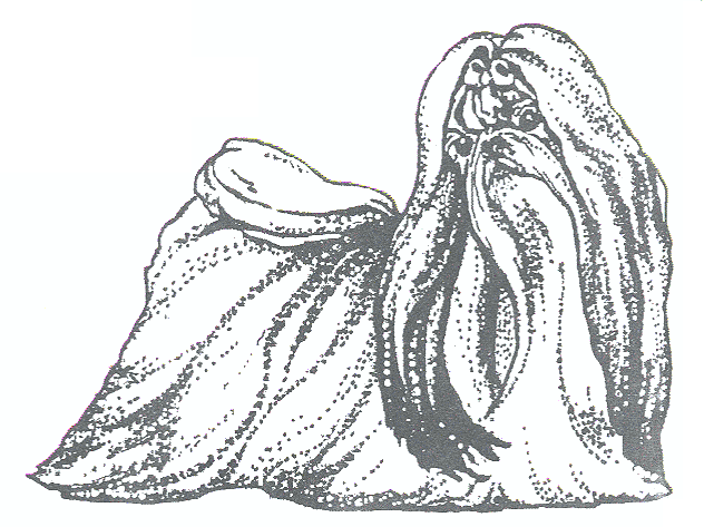 632x473 Shih Tzu Page