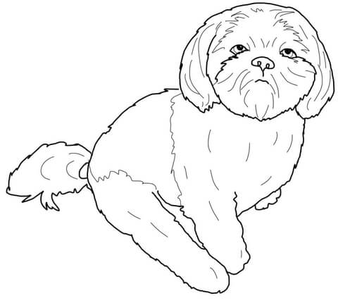 480x433 Shih Tzu Coloring Page Free Printable Coloring Pages