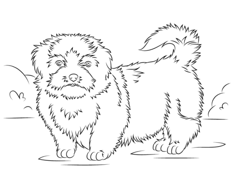 480x358 Shih Tzu Coloring Page Free Printable Coloring Pages