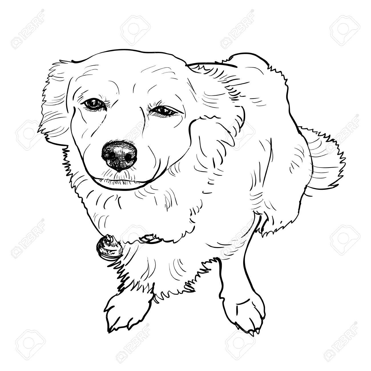 1300x1300 Drawing Of Mix Breeding Pomeranian And Shihtzu Royalty Free
