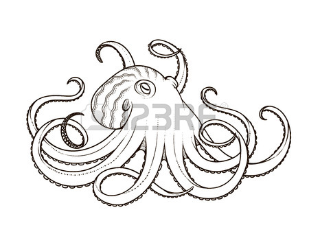 450x341 Vector Illustration Of Octopus Line Art Style. Design For T Shirt