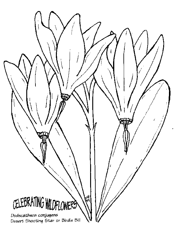 576x770 Shooting Star Drawing