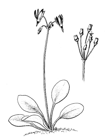 343x450 Dcq Spring Equinox 2002