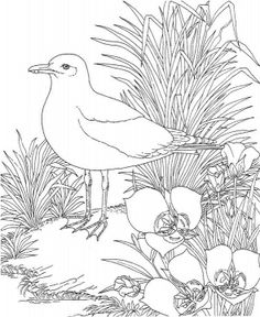 236x288 Seagull Drawing Art Bird, Drawings And Drawing Birds