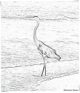 259x300 Shore Bird Drawings