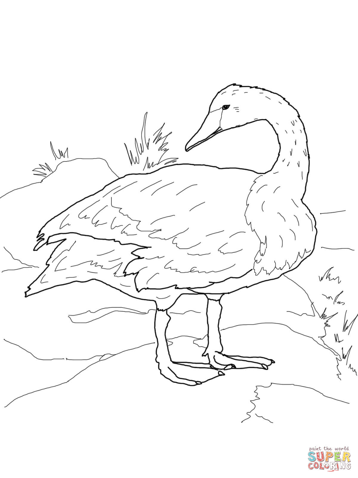 1200x1600 Trumpeter Swan On Shore Coloring Page Free Printable Coloring Pages