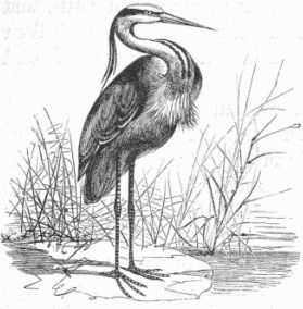 279x284 Wonderful, Vintage Illustration Of A Heron Standing