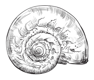 320x274 Summer Background Seashell Stock Vector Colourbox