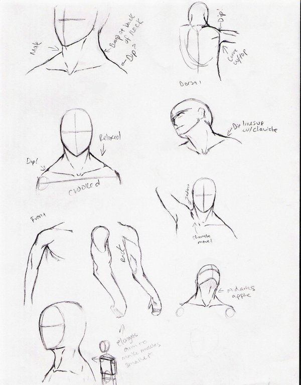 600x768 Neck And Shoulder Study By Delightsjd