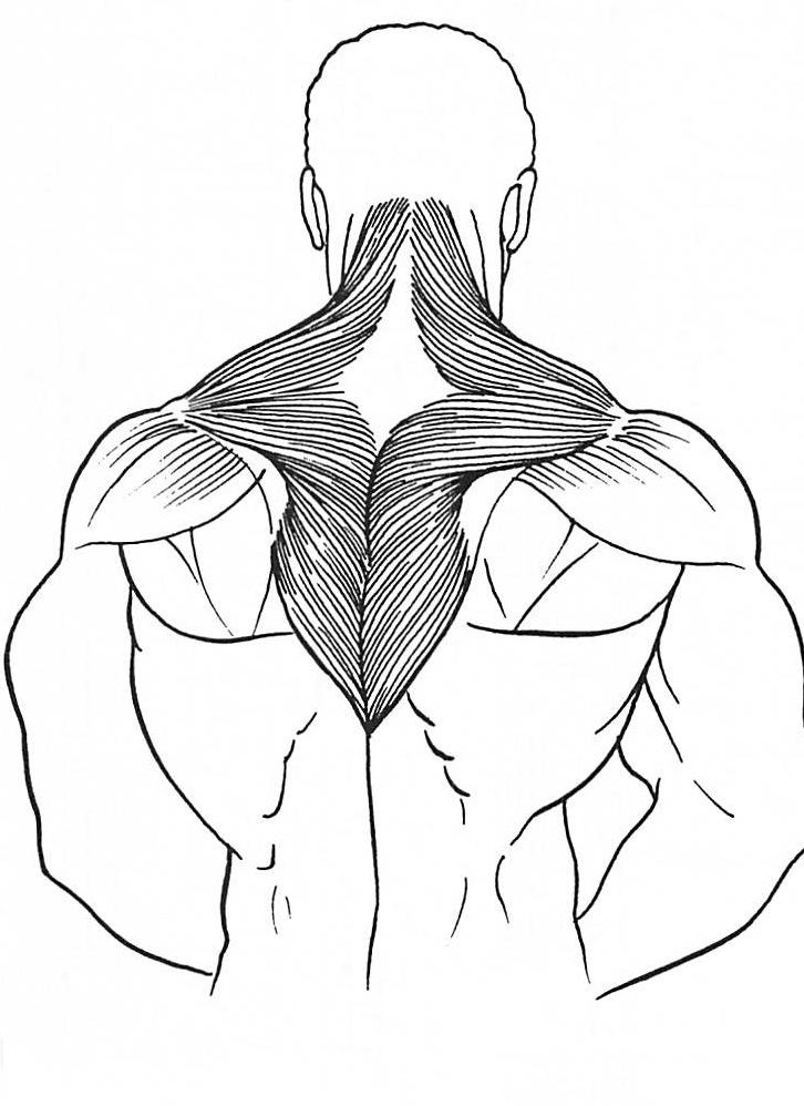 726x998 Shoulder Muscle The Basic Principles For A Beginning On Training