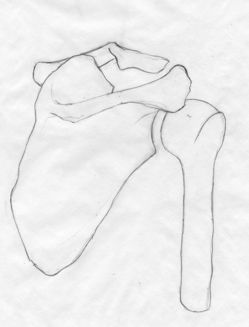 500x655 Shoulder Sketch C Creative Works From Within