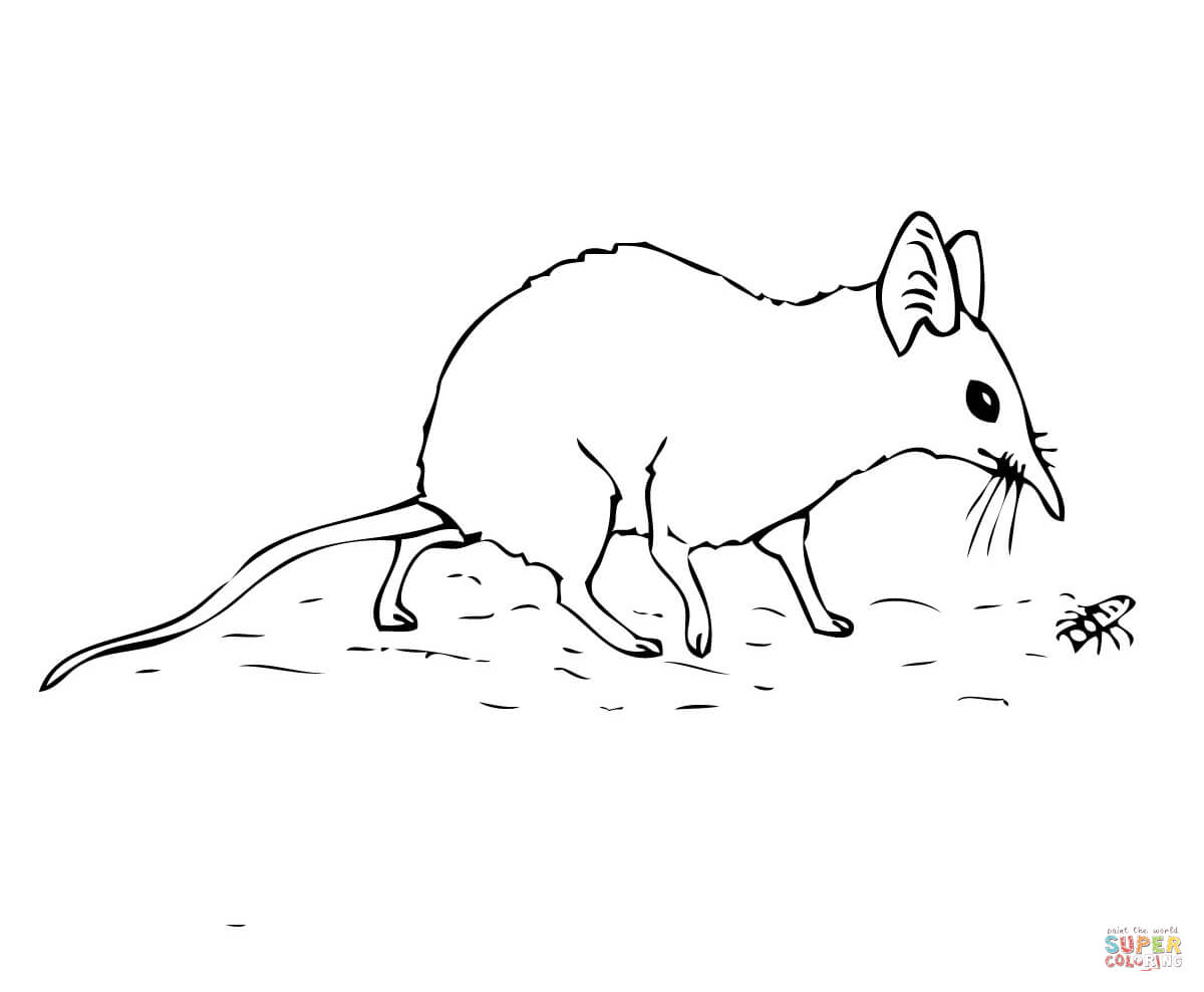 1200x988 Elephant Shrew Or Jumping Shrew Coloring Page Free Printable