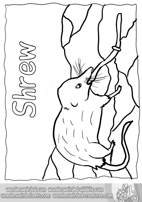 592x843 Shrew Coloring Pages