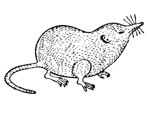 480x389 Shrew Coloring Page Free Printable Coloring Pages