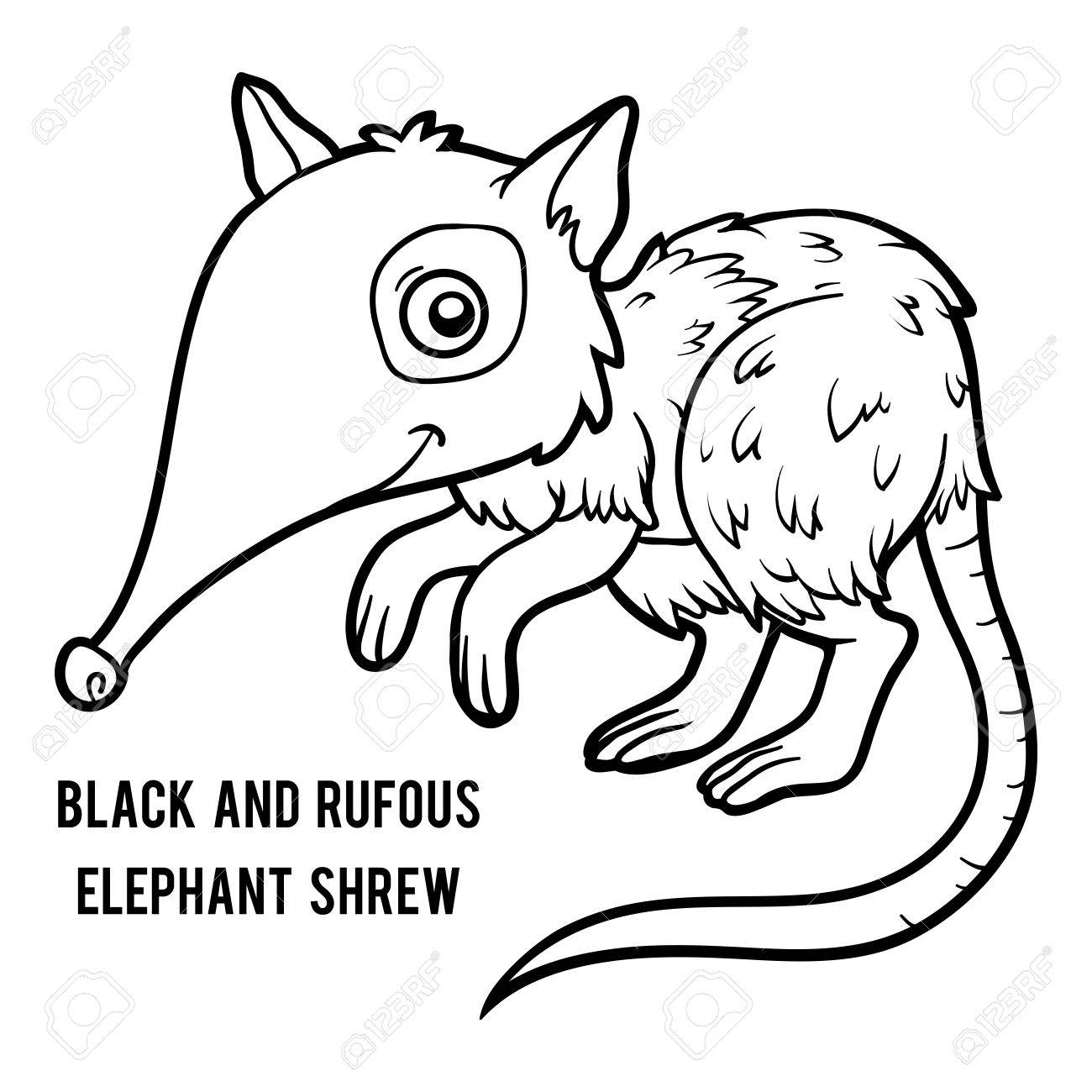 1300x1300 Coloring Book For Children, Black And Rufous Elephant Shrew