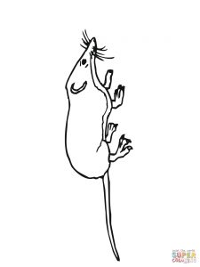 225x300 Elephant Shrew Or Jumping Shrew For Coloring Page