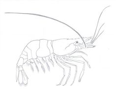 236x184 How To Draw A Shrimp, Step By Step, Sea Animals, Animals, Free