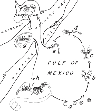 378x437 Shrimp Boat Projects