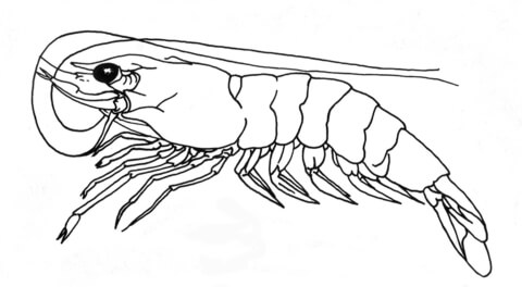 480x264 Shrimp Coloring Page Free Printable Coloring Pages