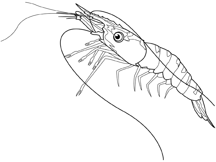 720x540 Coloring Shrimp Picture
