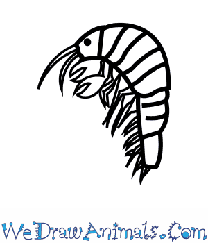 300x350 How To Draw A Killer Shrimp