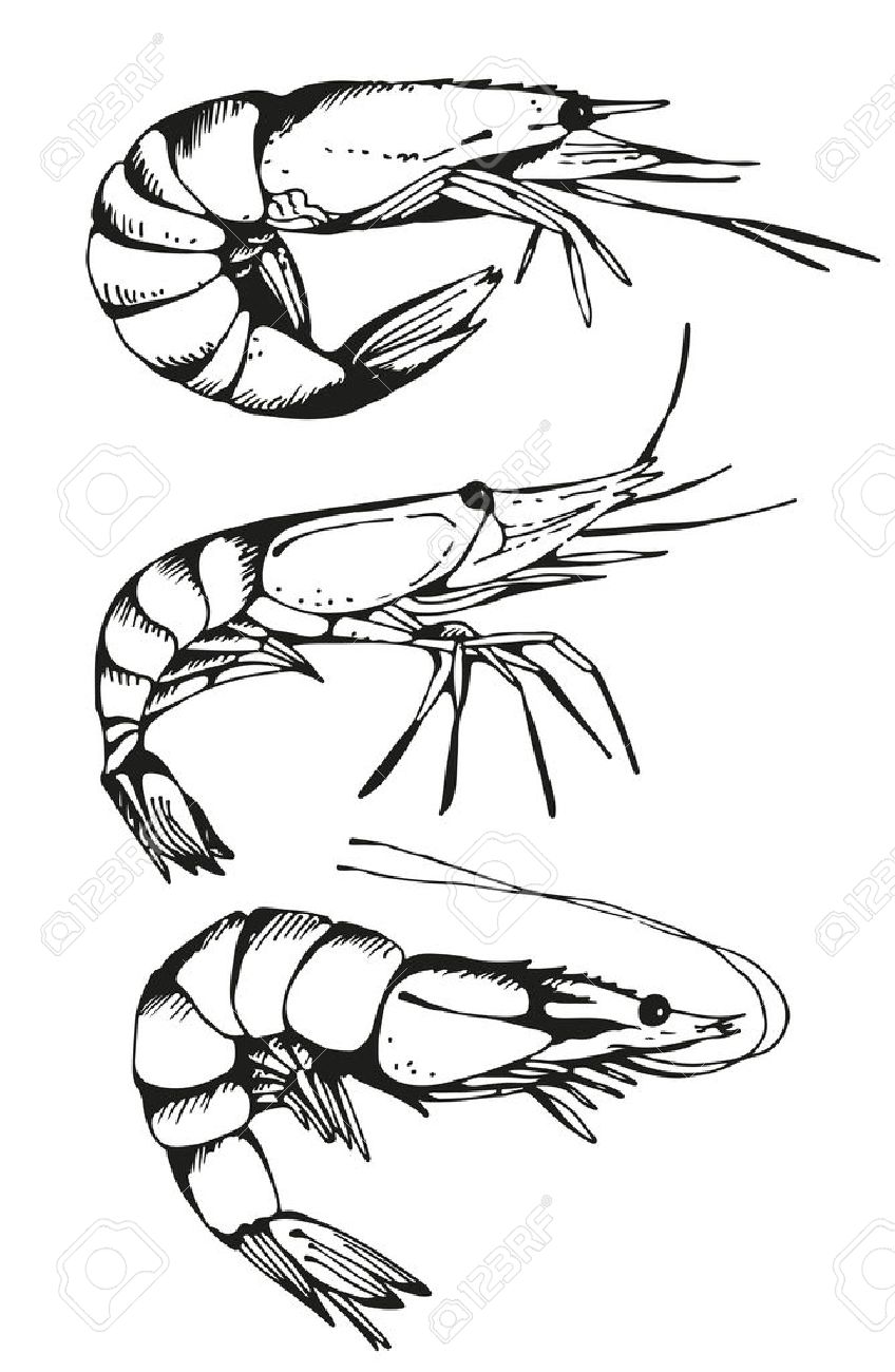 848x1300 Shrimp Drawing, Vector Hand Drawn Set Royalty Free Cliparts