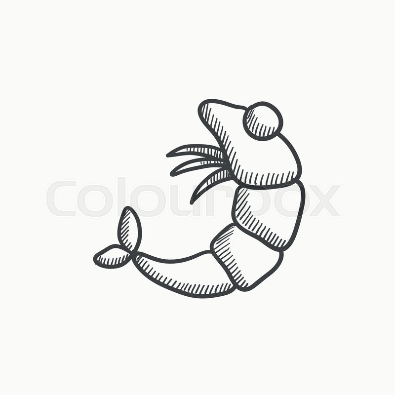 800x800 Shrimp Vector Sketch Icon Isolated On Background. Hand Drawn