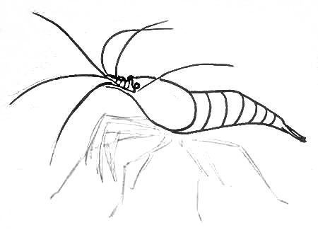450x325 How To Draw A Shrimp