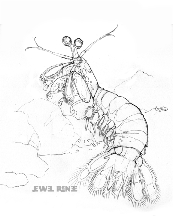 576x720 Jewel Renee Illustration Mantis Shrimp Drawing