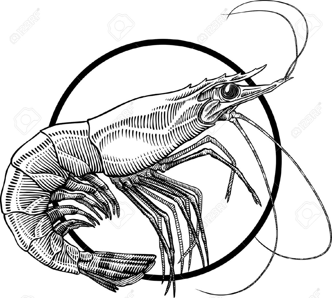 1136x1018 Pin By Elizabeth Meche On Art Illustrations