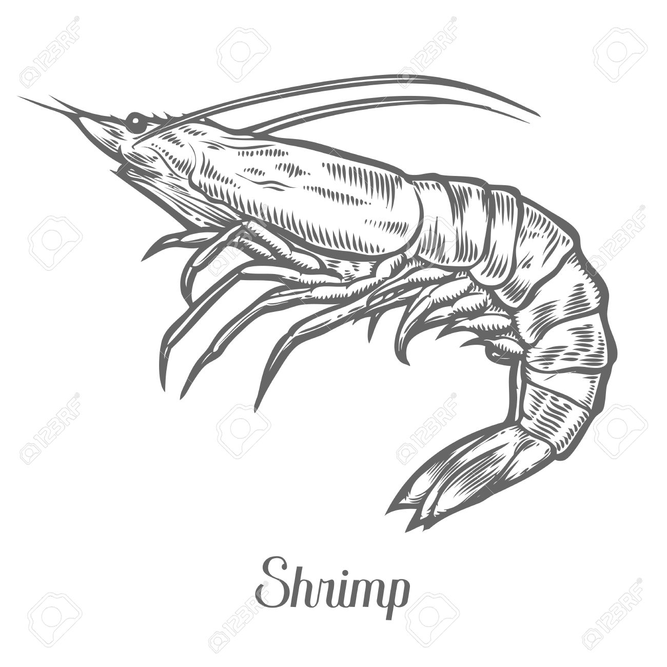 1300x1300 Shrimp, Prawn Seafood Marine Animal Sketch Vector Illustration