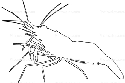 418x279 Shrimp, Prawn Outline, Line Drawing, Shape Images, Photography