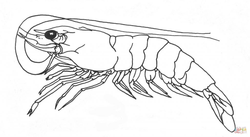 1024x563 Shrimp 1 Coloring Picture