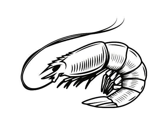 570x429 Shrimp 1 Seafood Shellfish Fish Tank Sea Ocean Animal Svg