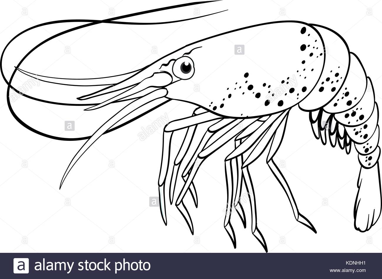 1300x949 Shrimp Illustration Black And White Stock Photos Amp Images