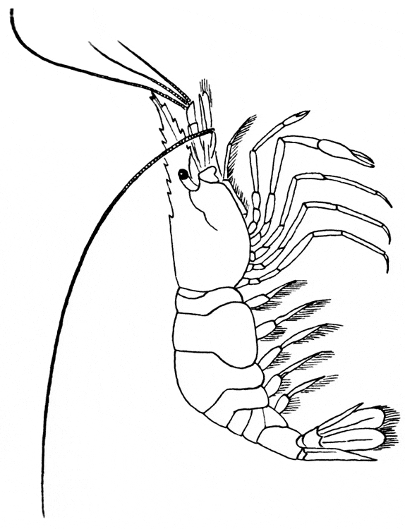 574x750 Shrimp Coloring Page