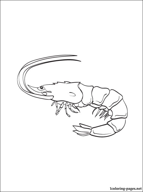 560x750 Coloring Page Shrimp Coloring Pages